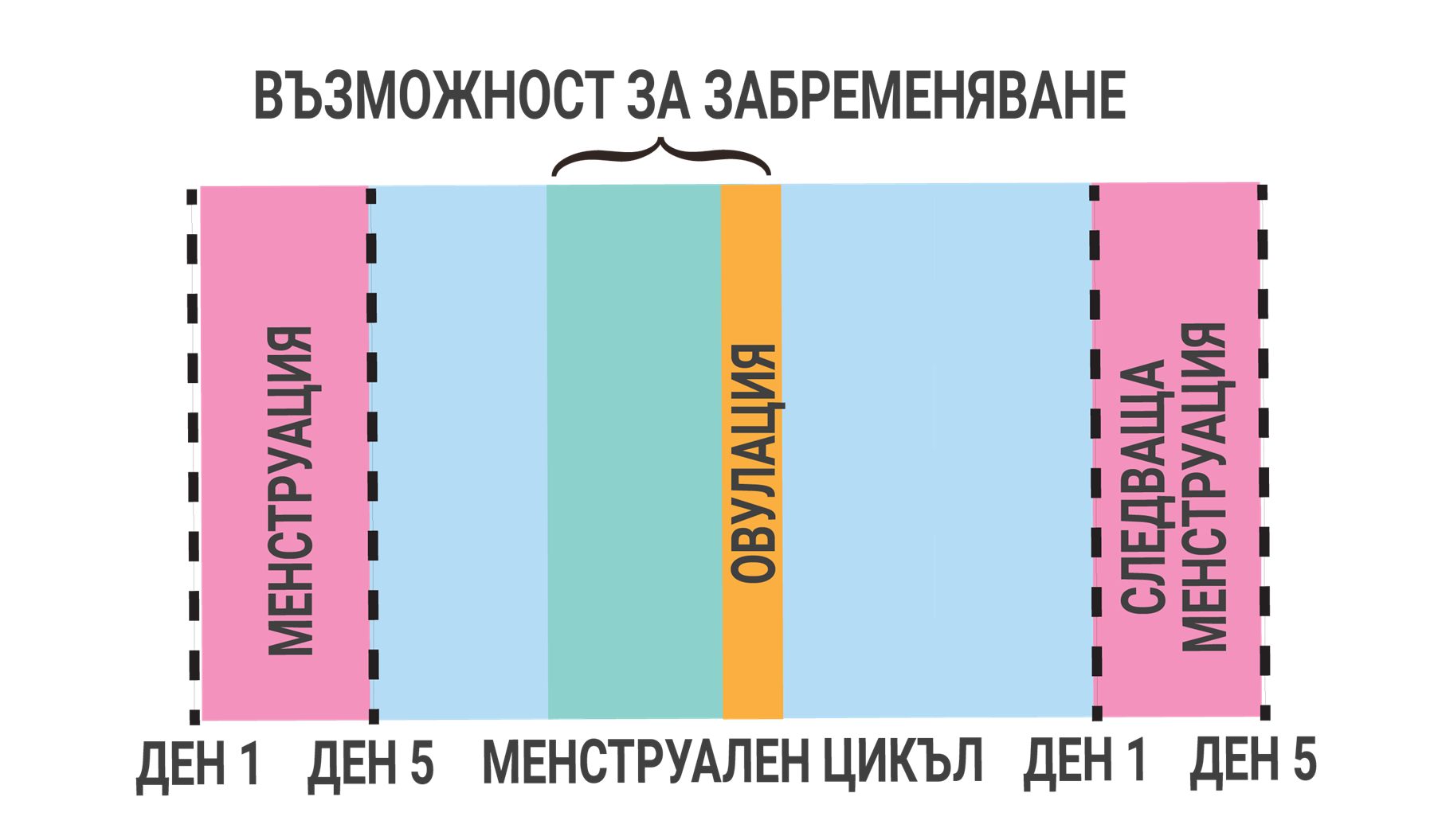 Менструален цикъл: менструация ден 1–5, овулация, фертилен прозорец, следваща менструация