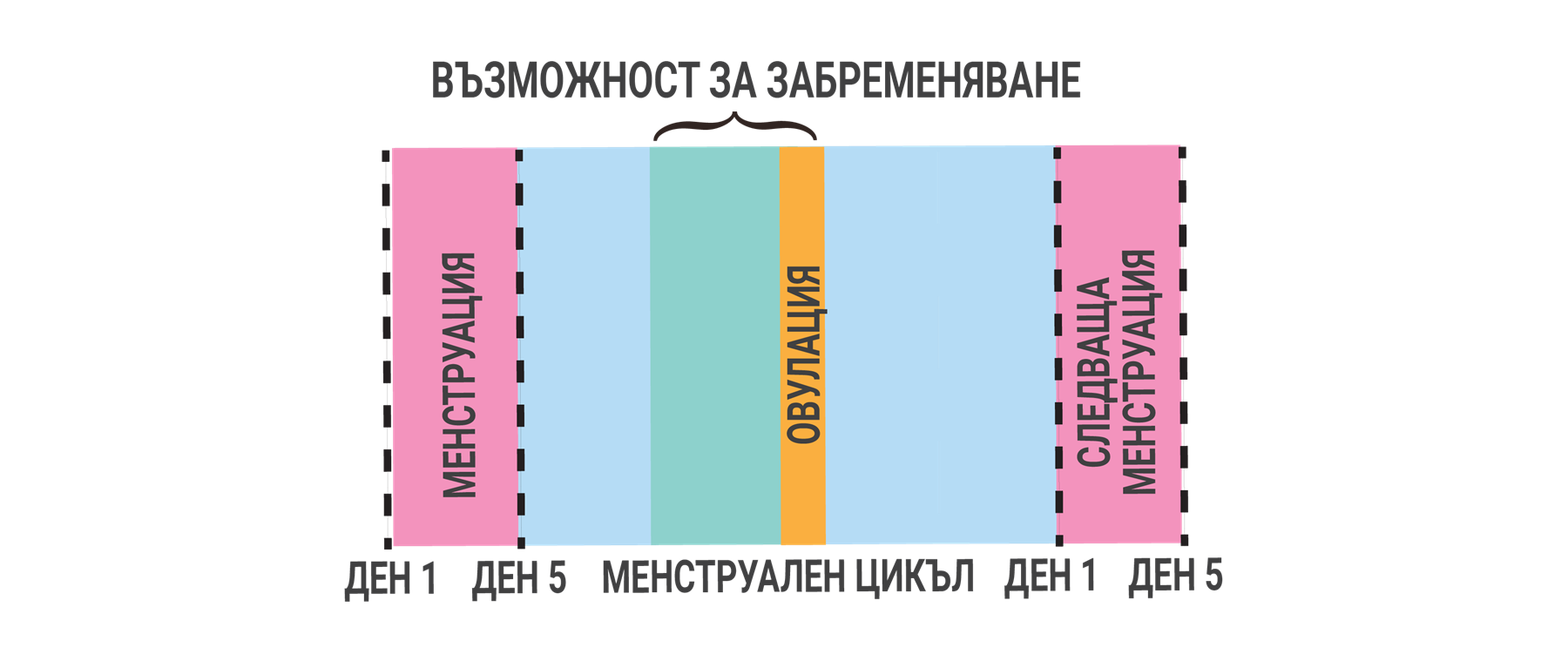 Възможност за забременяване: менструация ден 1–5, овулация, следваща менструация